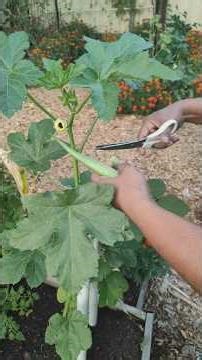 How to Cook Okra and Eggplant Perfectly Every Time #cooking #recipe #eggplant