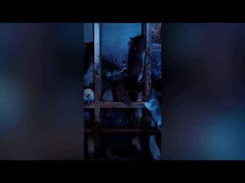 Rats in the Wall Loop – Animated Haunted Attraction TV Effect (Sample Preview)