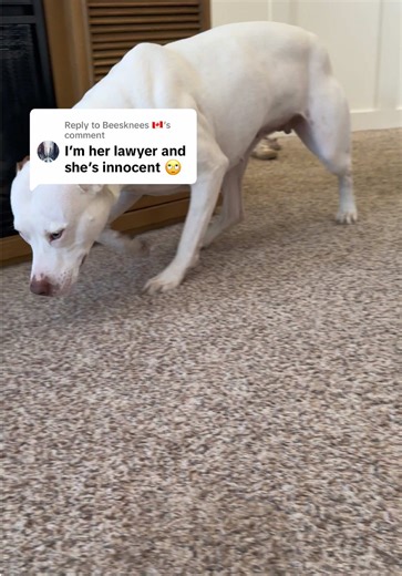 Understanding the Guilty Dog Phenomenon