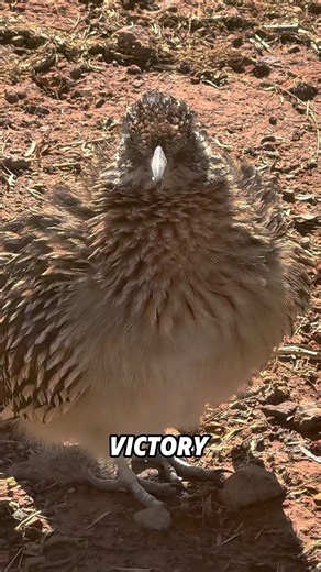 The fastest running bird. #shortvideo #cute #animals #birds