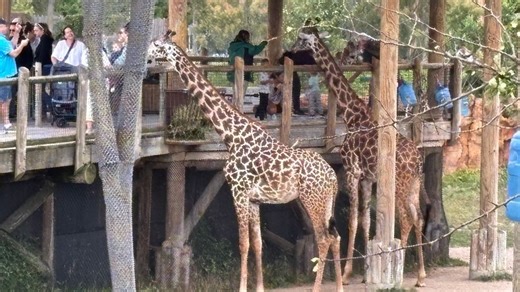 Columbus Zoo launches levy renewal campaign to maintain ticket pricing and animal care