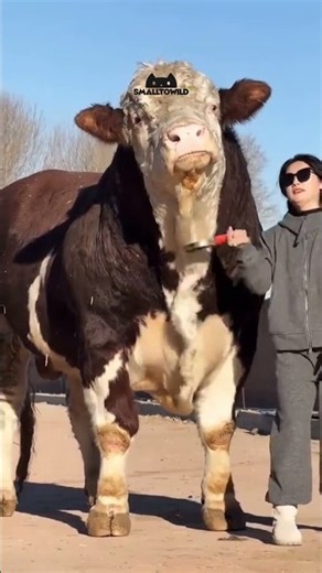 What Happens When These Babies Grow Up? 😱 #AnimalTransformation #Shorts