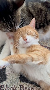 Good Morning! 🌞🦆📣🐈 #cat #cute #Cats #viral #love #asmr | mr.kitters.the.cat