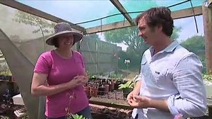 8.9K views · 390 reactions | Tino meets a flower grower who loves both Friesians and freesias! From 2014. | Gardening Australia | Facebook