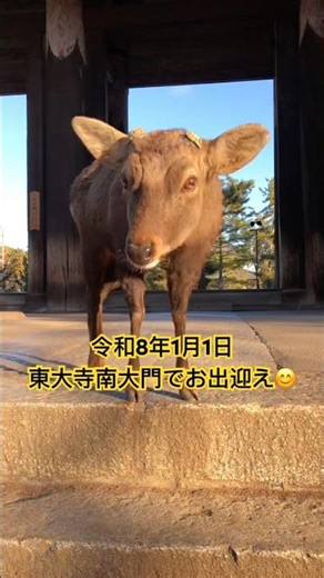 令和8年1月1日、東大寺南大門で参拝者を出迎える鹿さん。😊 #奈良公園 #deer #奈良鹿 #東大寺南大門