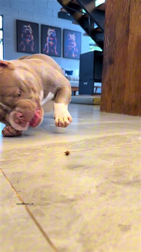 A Saga 3967: Marê e o Besouro Divertido