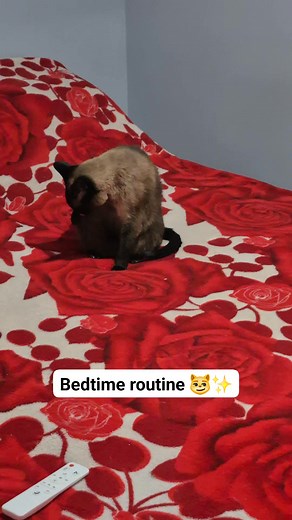 EN: Safira already on the bed… starting her little bedtime routine like a tiny queen 😼✨ PT: Safira já na cama… começando o ritualzinho de dormir como uma rainhazinha 😂🐾 #OurLittleChaos #FunnyPets #CatTok #PetComedy #DailyChaos | Our Little Chaos