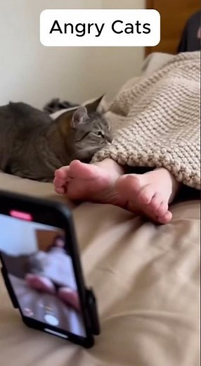 Cats Getting Mad at Their Owners 😾😂 Funny Angry Cat Moments