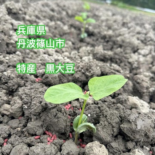 ［日本農業遺産］丹波篠山黒大豆栽培が始まりました。ここ2〜3年は暑さでかなり収穫も減っております。今年はどうなるかわかりませんが頑張って育てます#vlog 丹波篠山 #丹波黒豆#特産品 #日本農業遺産