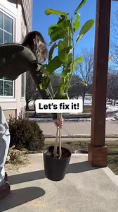 5.3K views · 192 reactions | Ficus sometimes get a bad rap ⬇️ But...