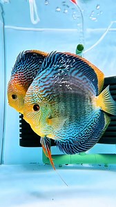 255K views · 9.5K reactions |  Chinese Discus breeder are next level 﫶 Thanks to King哥 七彩神仙鱼 #DiscusFish #FishParenting #AquariumLife #TropicalFish #FishOfInstagram #AquariumCommunity #FishKeeping #AquaticNurturing #FreshwaterFish #UnderwaterBeauty #Aquascaping #Aquarium #Discustank #fishbreeder | Oliver Knott | Facebook