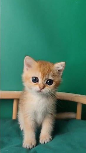 Jasmine British Shorthair Black Golden Female