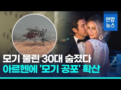 모기떼 습격에 '벌벌'…아르헨 뎅기열 감염 18만, 모기약 품귀에 발만 '동동' / 연합뉴스 (Yonhapnews)