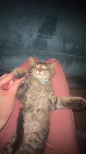 Dancing Cat Compilation: Cute and Funny Cat Videos on TikTok
