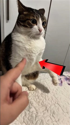 She Scolded Her Misunderstood Cat.. Then THIS Happened 🥺