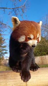 Rya wins pickiest eater 🥕 🍠 #redpanda #cuteanimals #conservation | Peak Wildlife Park