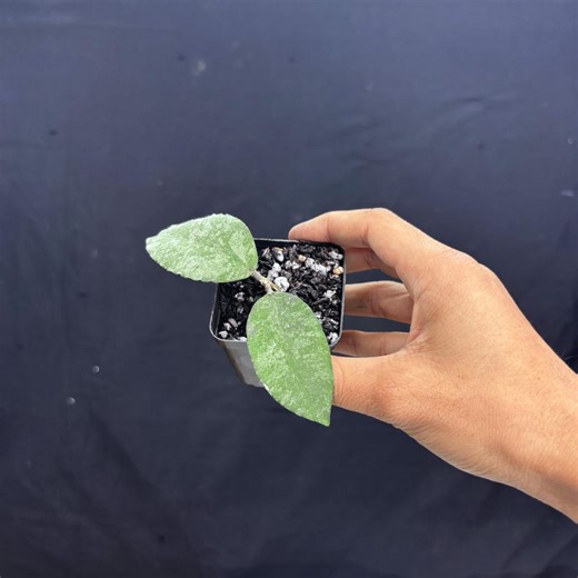 Hoya Caudata Snowdust Rare Rooted Cutting, Tropical Collector Houseplant - Etsy