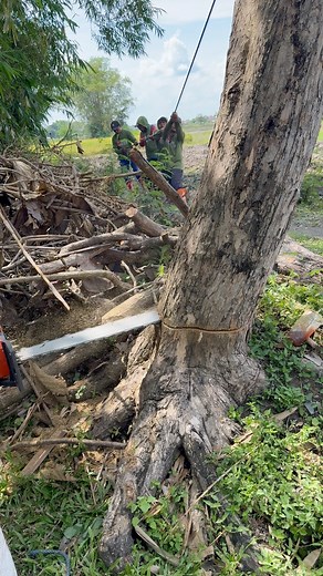 325K views · 1.7K reactions | Cutting Teak Tree! | Iswoko | Facebook
