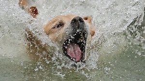 Video Showing Dog Being Thrown Off Cliff Sparks Outrage, Calls for Punishment