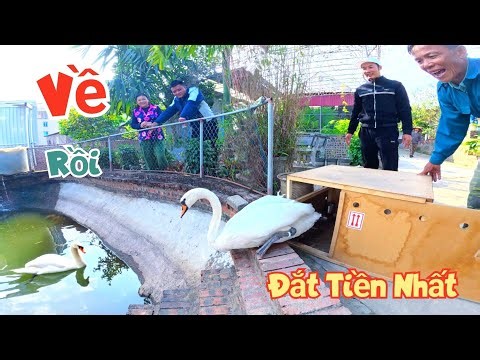 Hành Trình Vuợt 100 Cây Số Đi Mua Thiên Nga Về Thả Ao Cá Koi - Ước Mơ Thành Sự Thật / Quế Nghịch