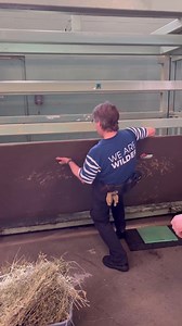 It's #InternationalHoofCareMonth, and that means it behooves us to trot around the zoo and learn all about hoof care! 💅 Did you know that hippos are hoofed mammals? 🦛 It's true! They are even-toed ungulates from the order Artiodactyla, meaning they have four toes. Each toe has a nail-like hoof, which sometimes need a little tender loving care from our dedicated Animal Care, Health & Welfare team. We recently went behind the scenes to see our female hippo 'Sparky' undergo nail treatment. Sparky