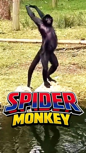 Spider Monkey, a unique monkey that lives in tropical forests #unique #strange #wild #therearethings