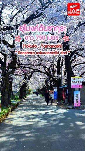 8.9K views · 141 reactions | Sanehara Sakura Namiki Dori ...
