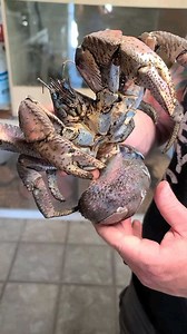 998K views · 1.4K reactions | Coconut Crab! with @TheWildHandbury from Instagram | Wild Charles | Facebook