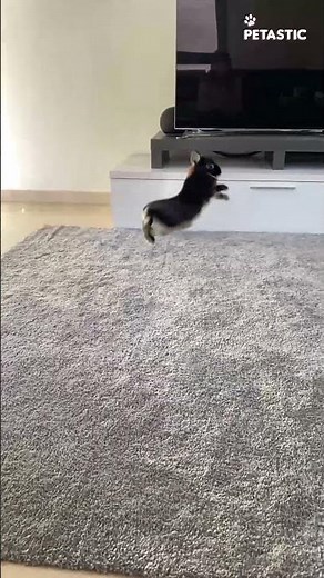 Bunny’s Epic Workout Routine! 🐰💪 | High-Energy Binkies