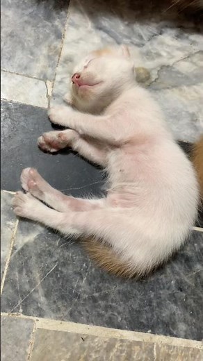 Tiny Kitten Sleeping So Peacefully 😴🐱 | Cutest Kitten Ever! ❤️