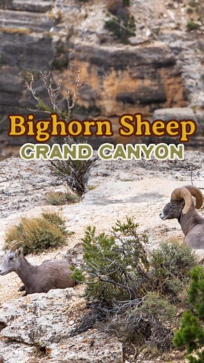 Lauren & Owen Steinwall 🌵 Exploring from A to Z | What’s the closest you’ve come to wildlife on Trail?🐏 Owen was in front and was coming up to a blind corner when the bighorn came trotting... | Instagram