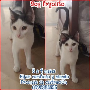 Caso externo 😻😻🐾 ADOPTAME TIENES LA OPORTUNIDAD DE DEMOSTRAR AMOR PURO A ESTE GATITO RESCATADO Y SER FELIZ ❤️‍🩹🏠AYUDANDONOS A SALVAR VIDAS🐾🙌 ES (MACHO) De carita graciosa y ojitos expresivos BUSCAN HOGARES RESPONSABLES Y PARA SIEMPRE ❤️‍🩹🙌 Tiene de 3 a 4 meses (blanco con negro) de edad No tengo pulgas Como comida humeda y pepitas uso el arenero DESPARASITADO HIPER CARIÑOSO Más inf al número 0992883355 0 98 301 4805 Compromiso de esterilización x parte de su Rescatista NOS DAN CON KIT D