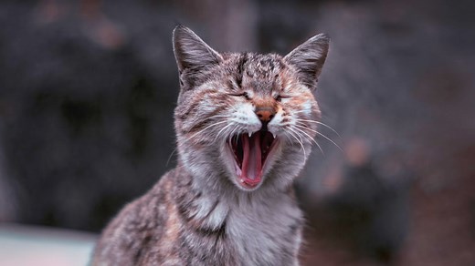 Why Is My Cat Vomiting White Foam? A Vet Shares 10 Causes to Look Out For