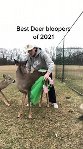 Ending the year with the best bloopers #deer #cute #viral | Deer Videos