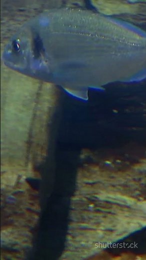 Fish That Can Recognize Human Faces #FishIntelligence #AnimalBehavior #NatureLovers #AquaticLife #us