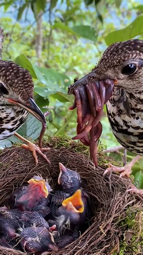 3.3K views · 17 reactions | Worm Delivery: Right on Schedule | Review Birds News | Facebook