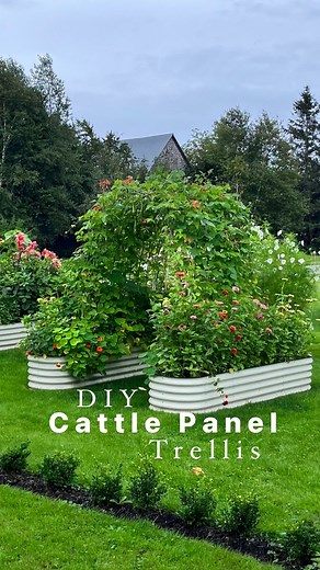 8K views · 110 reactions | Putting a trellis in our cutting garden...