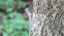 Spotted flying dragon, Orange-winged flying lizard