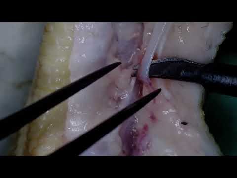 Fine microsurgical dissection training