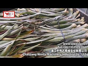 PGMX-15 Pineapple leaf fiber extractor machine/decorticator