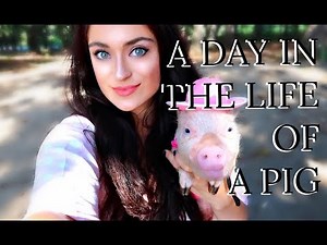 Mini Piglet Daily Care Routine