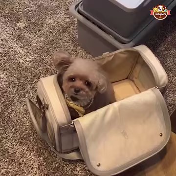 The most cute puppies 😆 | Cute Pets