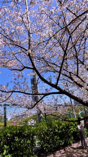 打扰姨姨一下！ #MiiTAKI米塔集 #阔爱炸了 #潮玩