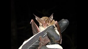 'Bats spill out of the box': Georgia Department of Natural Resources count bats for conservation efforts