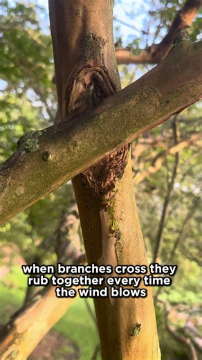 This Small Tree Defect Can Cause Big Problems Later