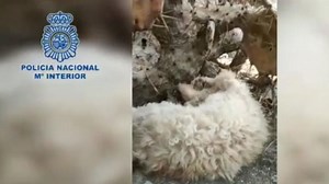 Detenido en Las Palmas de Gran Canaria por estrangular a su perra y ocultar su cuerpo