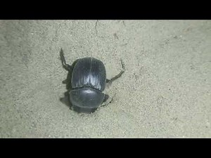 Creating Natural Beetle Makeup at Home | Homemade Beauty Tutorial"