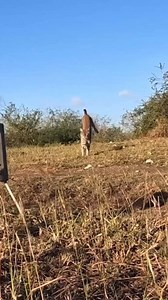 The MOJO Triple Threat 2 continues to get it done! 😎 #MOJOOutdoors #MOJOTV | Mojo TV