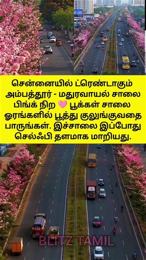 சென்னை ரோட்ல பூத்த பிங்க் அழகு! #Chennai #PinkFlowers #RoadsideBeauty