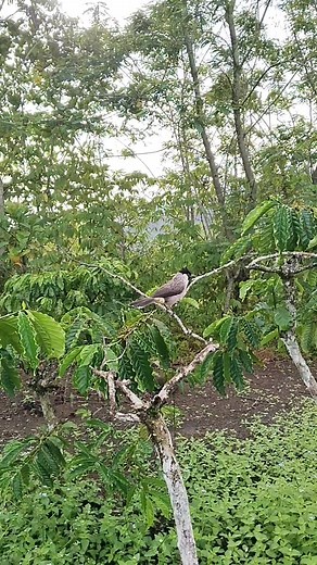 Mikat burung kutilang guys | Yuci Uzu